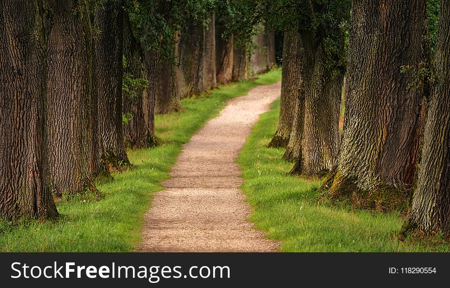 Pathway in Between Trees