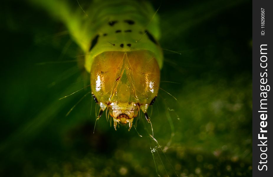 Caterpillar Close-up Photography