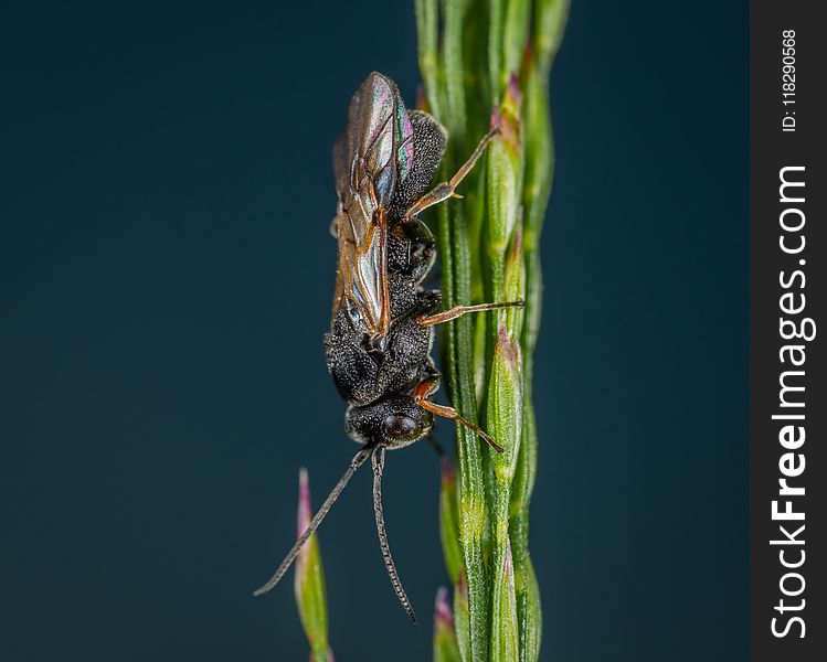 Insect On Green Plant