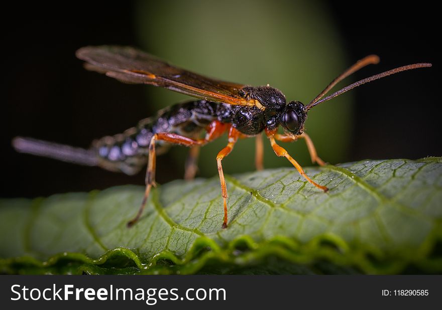 Black Wasp Perched on Green Leaf Closeup Photography