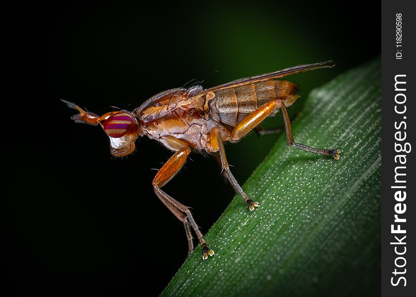 Brown Insect On Green Plant