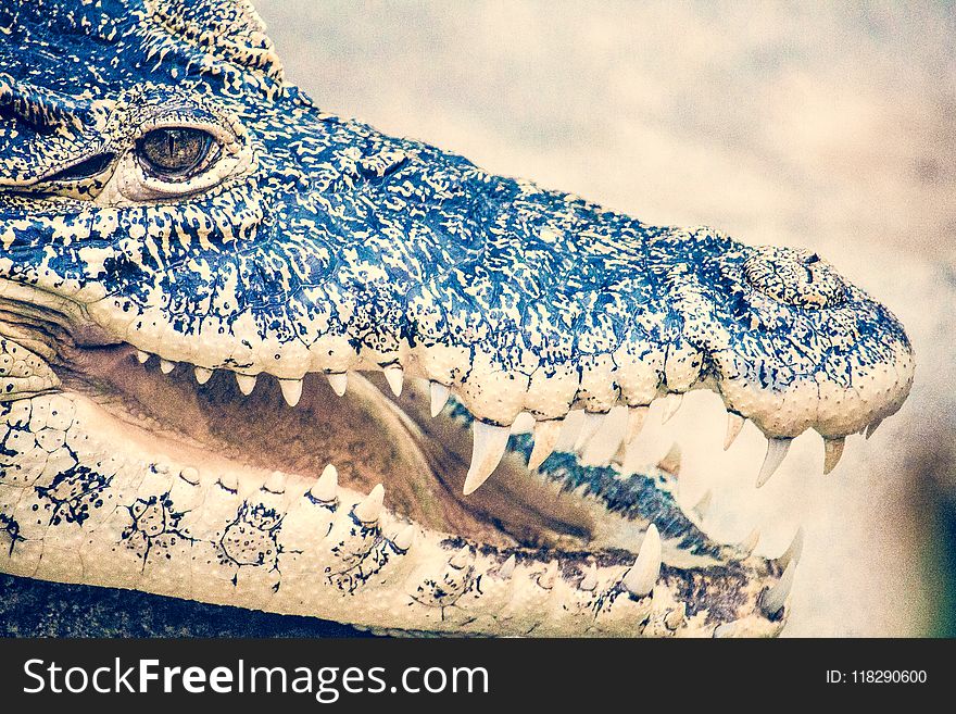 Macro Photography of Black Crocodile