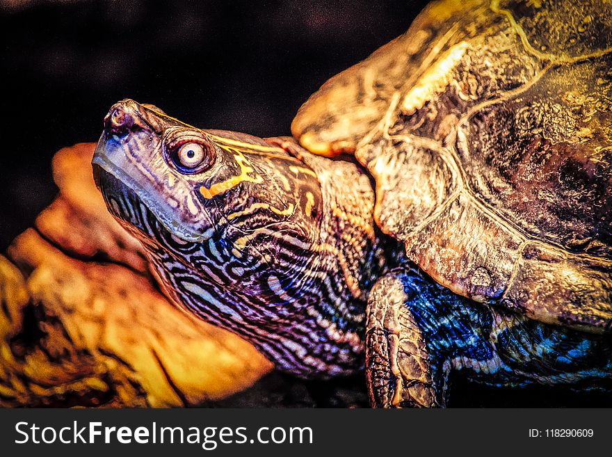 Closeup Photo Of Turtle