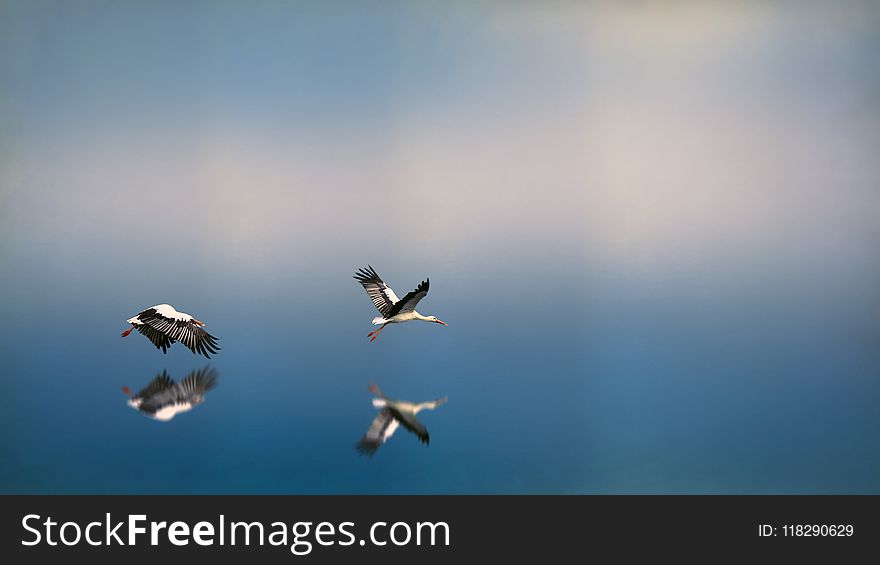 Seagulls Flying Above Body Of Water