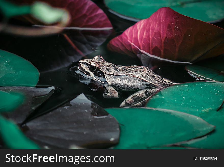 Closeup Photography of Brown Frog Beside Lily Pads