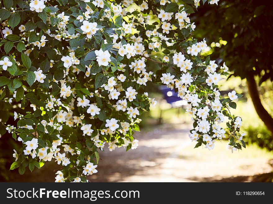Selective Focus Photo Of White Petaled Flowers
