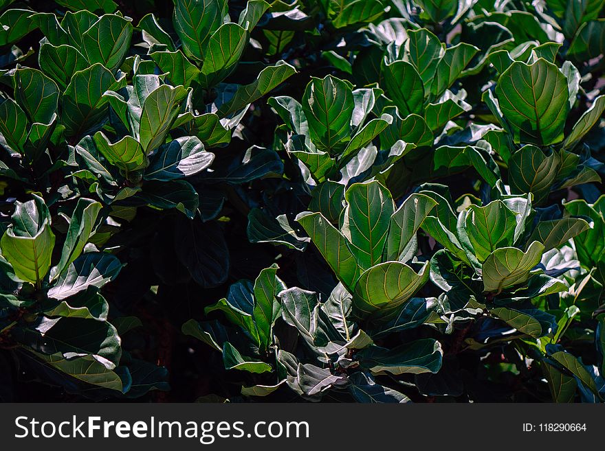 Closeup Photo Of Green Leaf Plant