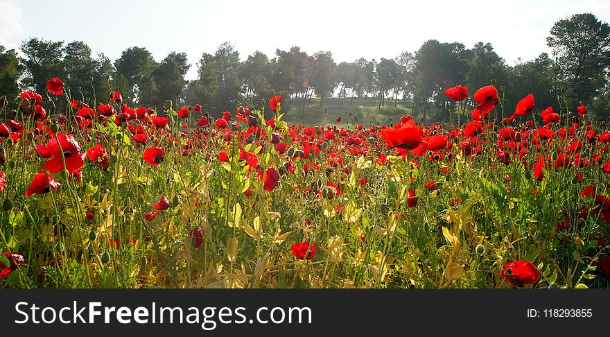 Field of flowering red poppies