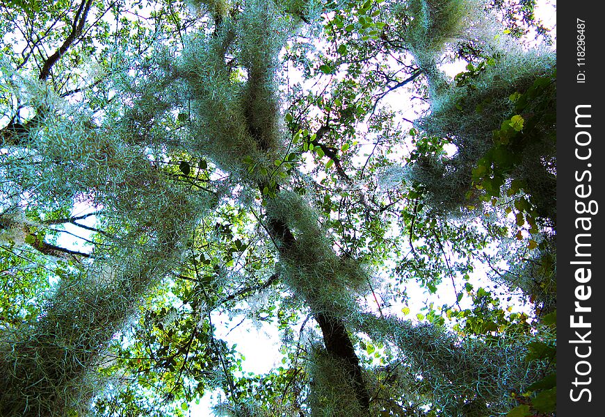 Spanish Moss Air Plant hanging from tall trees. Large air Plants hanging from Florida Pine trees