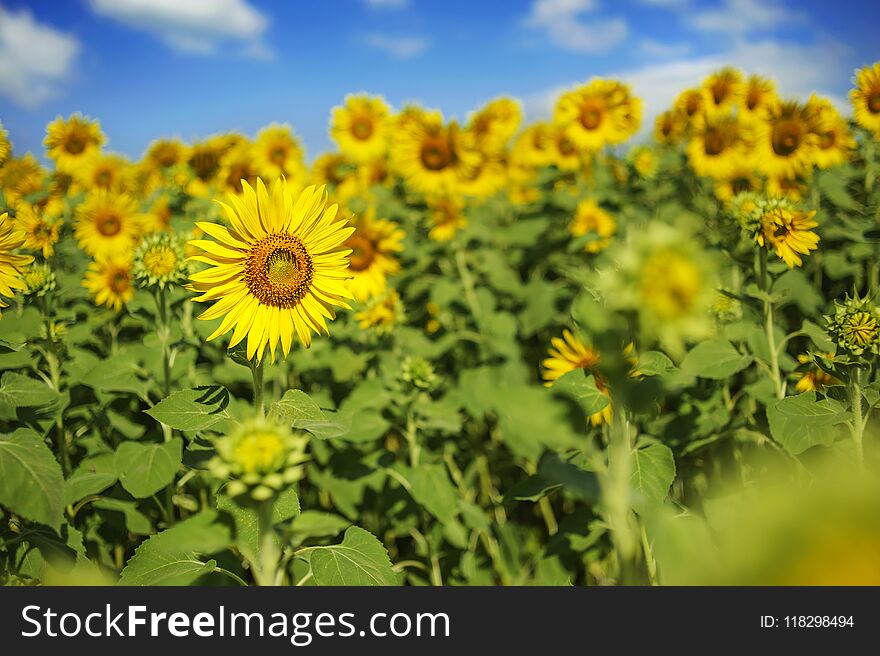 Landscape of beauty sunflowers filed against blue sky