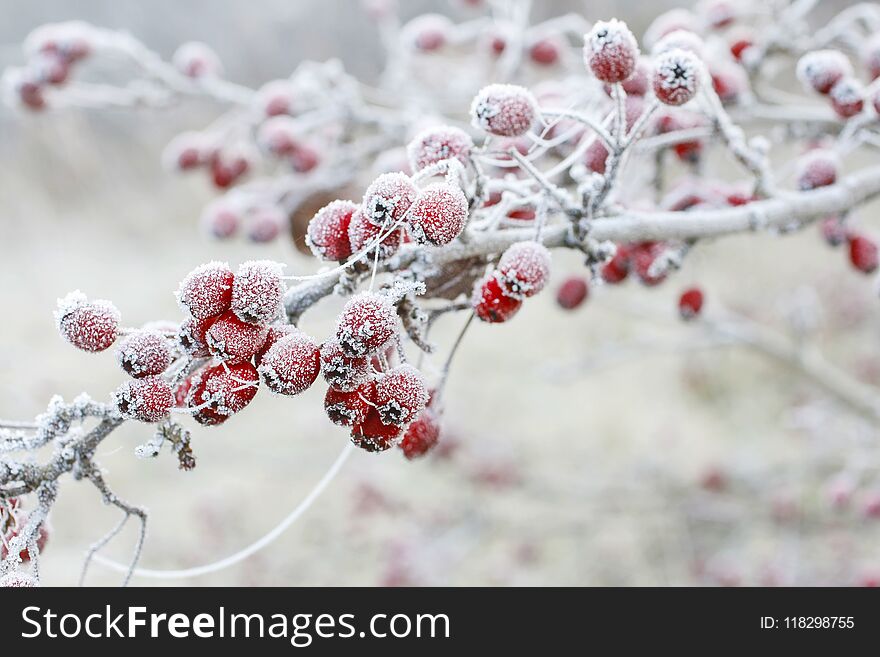 Frosted hawthorn berries in the garden.