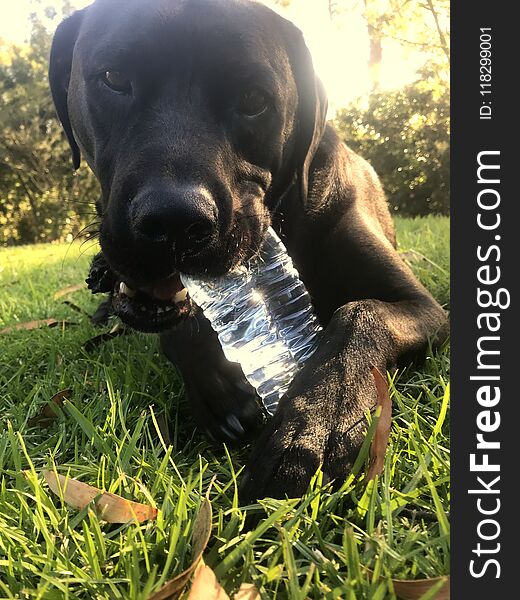 A black Labrador laying on grass, happily chewing a water bottle. A black Labrador laying on grass, happily chewing a water bottle