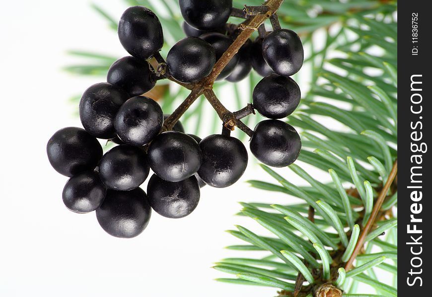 Black Wood Berries And Fur-tree Needles