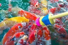Fancy Carp. Many Of Japan Fish Or Colorful Koi Fish Feeding In T Stock Image