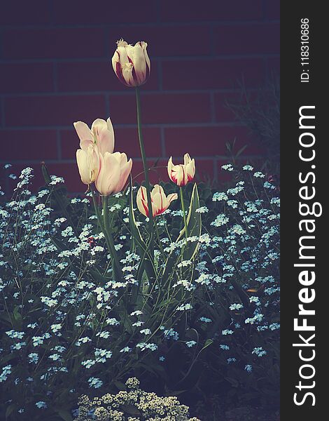 Beautiful spring white tulips growing among blue forget-me-nots in the garden