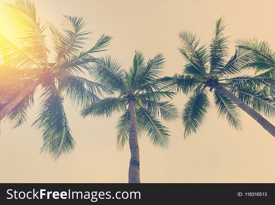 Coconut Palm Trees In Tropical Beach Thailand