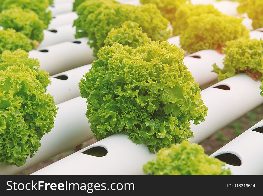 Organic Hydroponic Vegetable In The Cultivation Farm