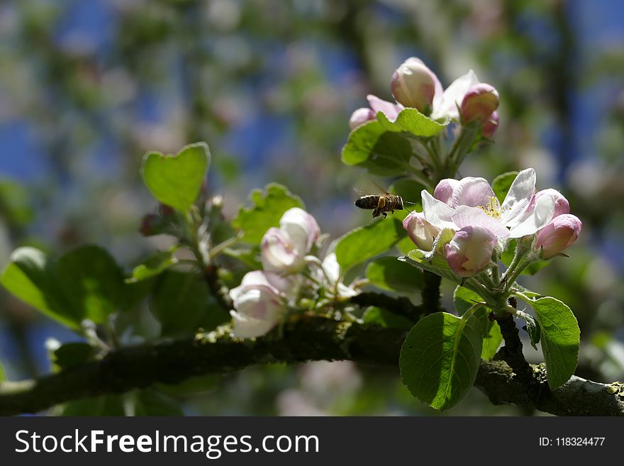 Blossom, Spring, Branch, Flora