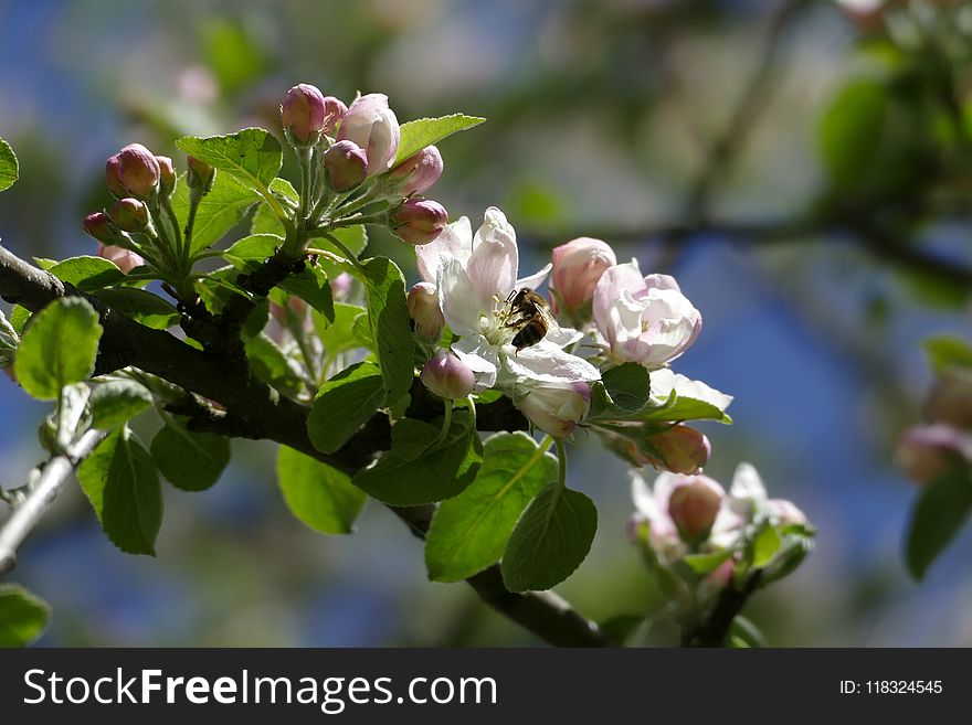 Blossom, Spring, Branch, Flora