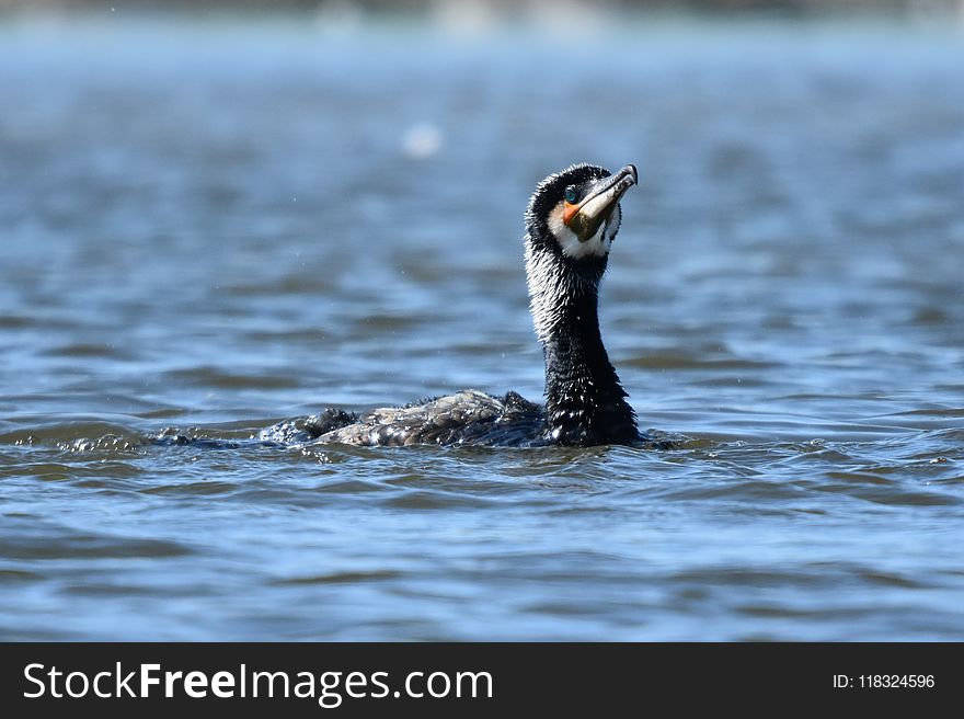 Bird, Water, Fauna, Beak