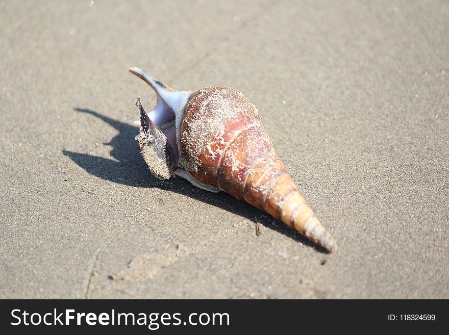 Conch, Seashell, Sea Snail, Close Up