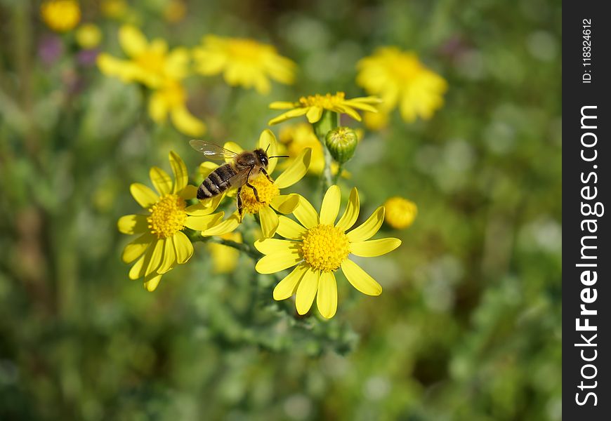 Flower, Honey Bee, Bee, Yellow
