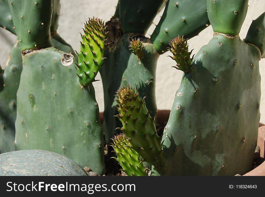 Cactus, Eastern Prickly Pear, Plant, Nopalito