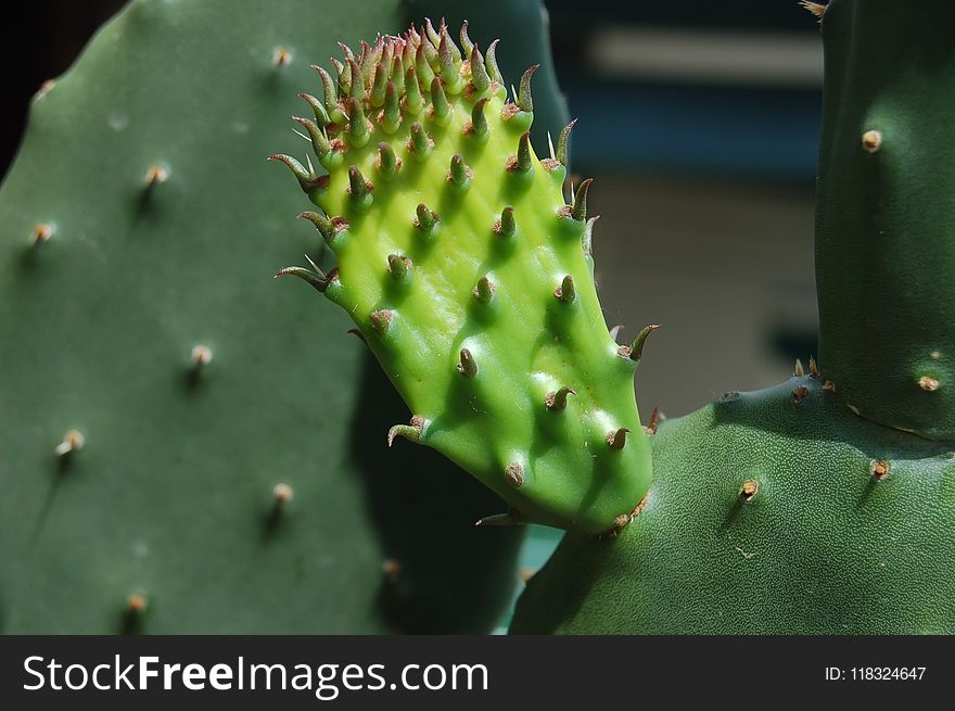 Thorns Spines And Prickles, Cactus, Barbary Fig, Eastern Prickly Pear
