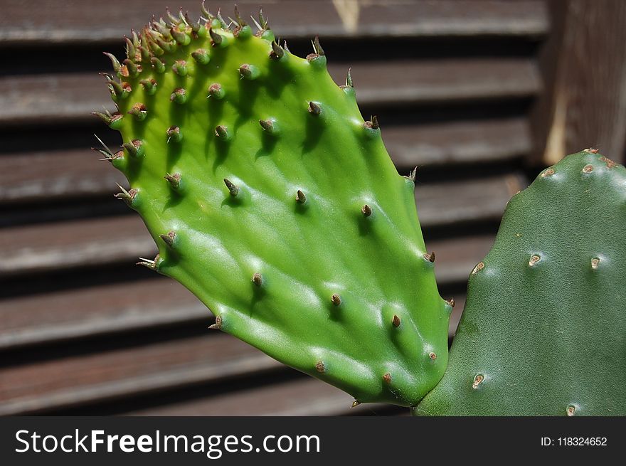 Cactus, Nopal, Eastern Prickly Pear, Thorns Spines And Prickles