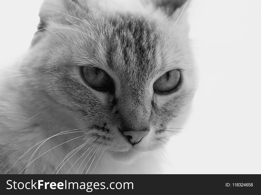 Cat, Whiskers, Face, White