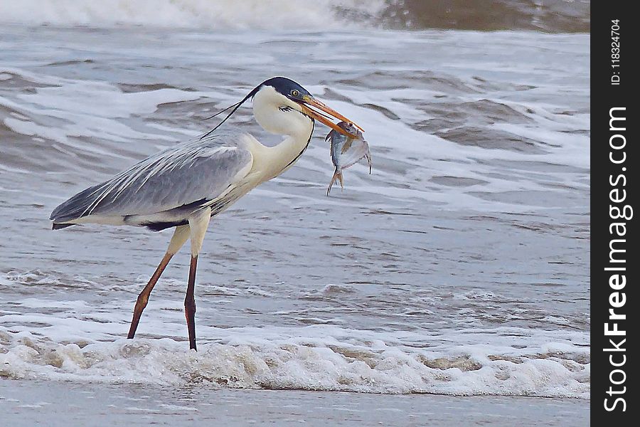 Bird, Beak, Shorebird, Heron