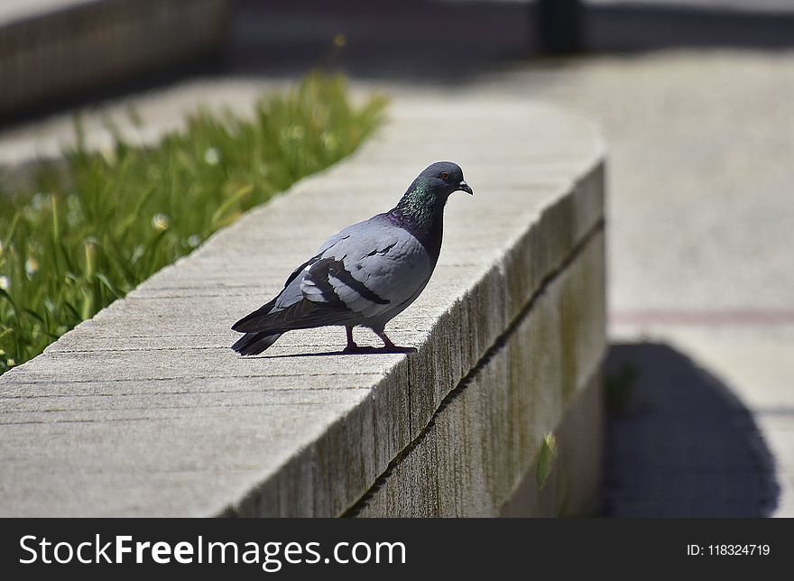 Bird, Pigeons And Doves, Fauna, Beak