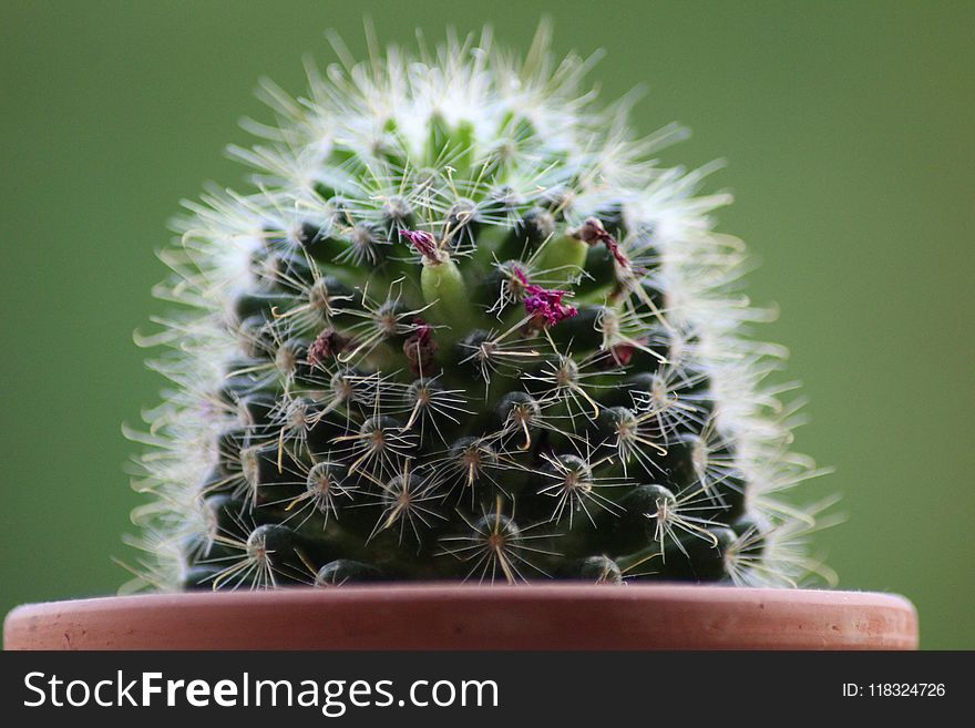 Plant, Cactus, Thorns Spines And Prickles, Hedgehog Cactus