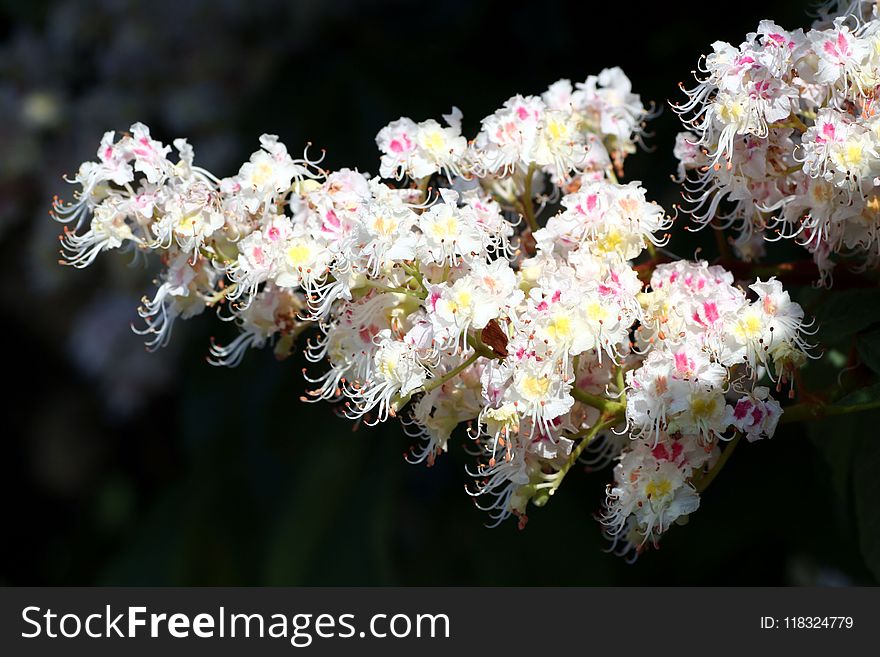 Flower, Flora, Plant, Flowering Plant