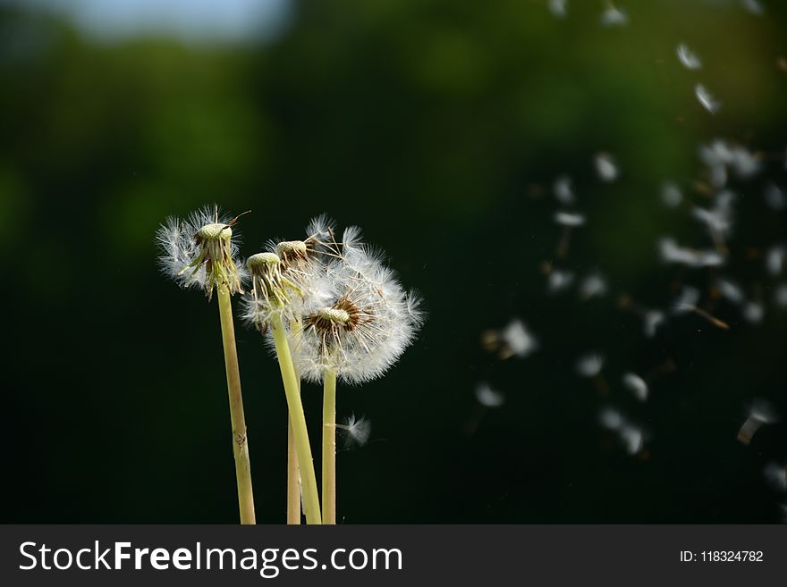 Dandelion, Close Up, Flower, Pollen