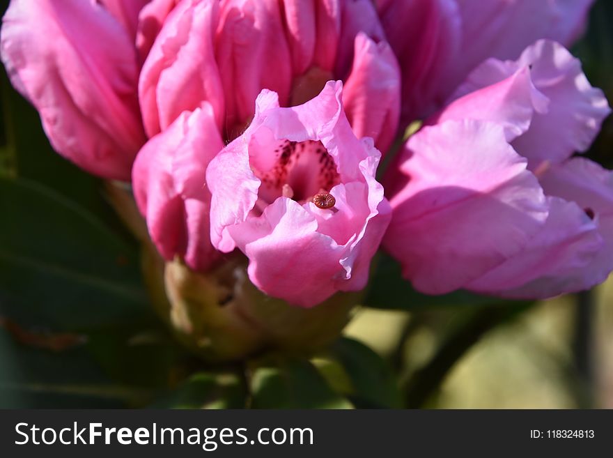 Flower, Pink, Plant, Flowering Plant