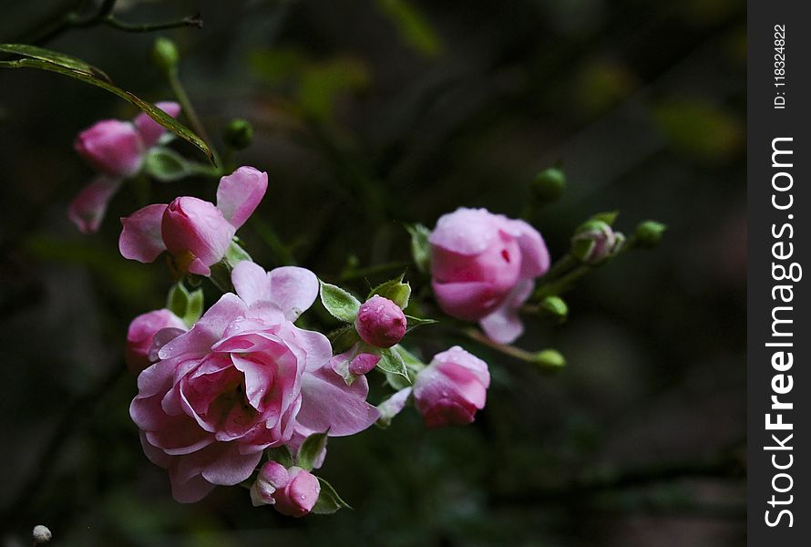 Flower, Pink, Plant, Rose Family