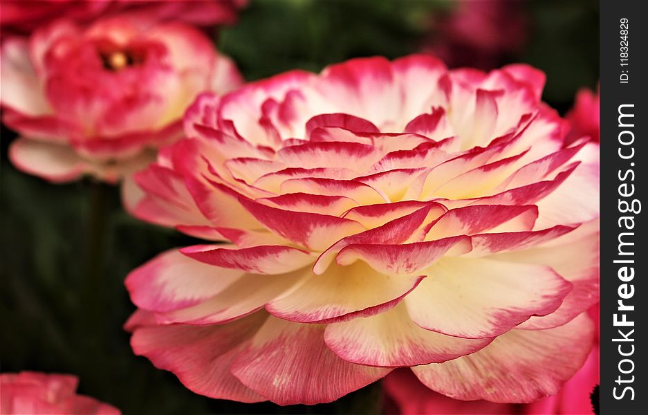 Flower, Pink, Rose, Flowering Plant