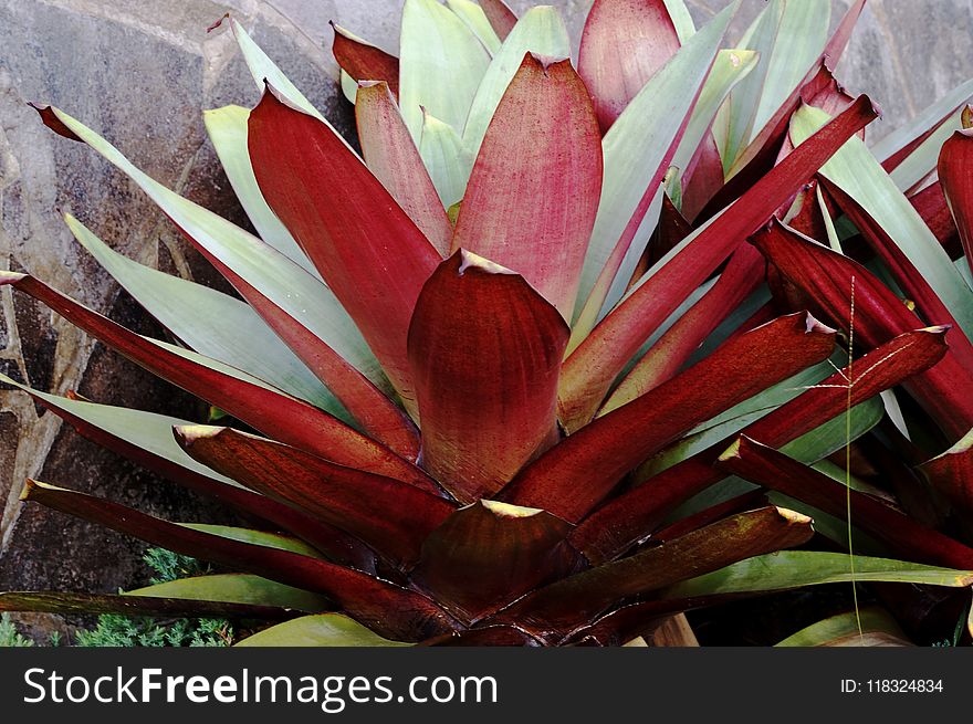 Plant, Flora, Flower, Leaf