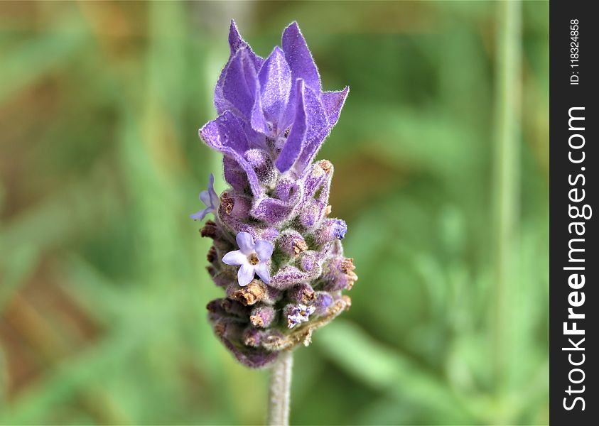 Flower, Plant, English Lavender, Flowering Plant