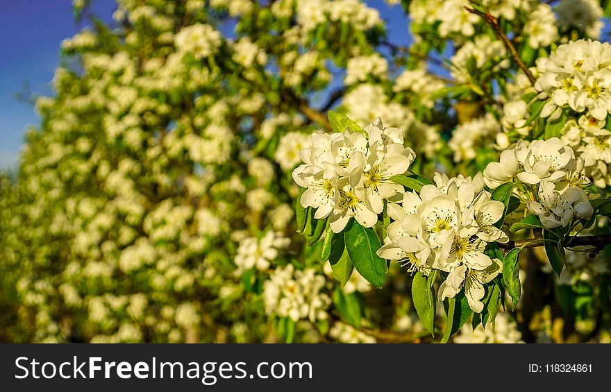 Flower, Plant, Flora, Spring