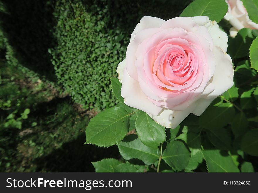 Rose, Flower, Rose Family, Garden Roses