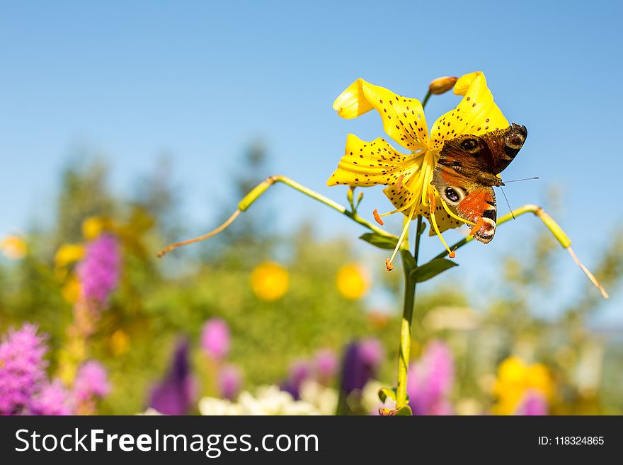 Flower, Yellow, Flora, Insect