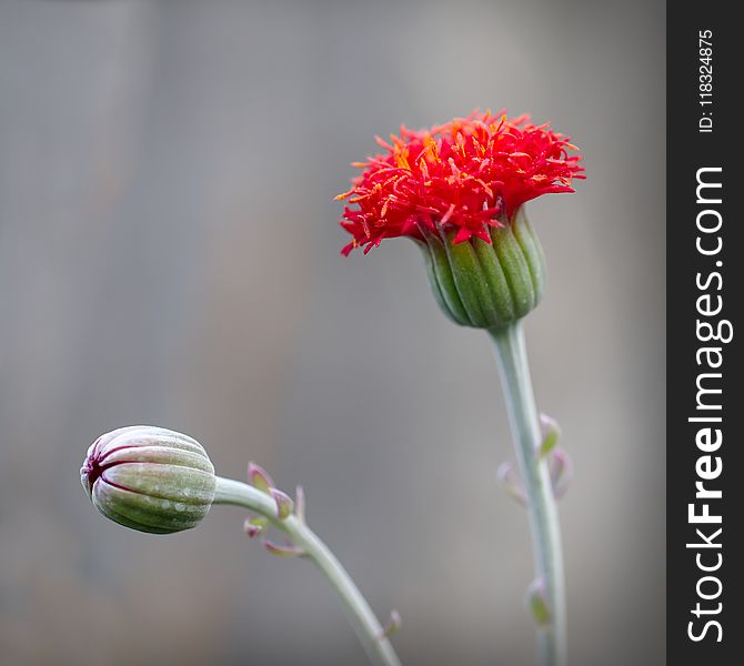 Flower, Flora, Plant, Close Up