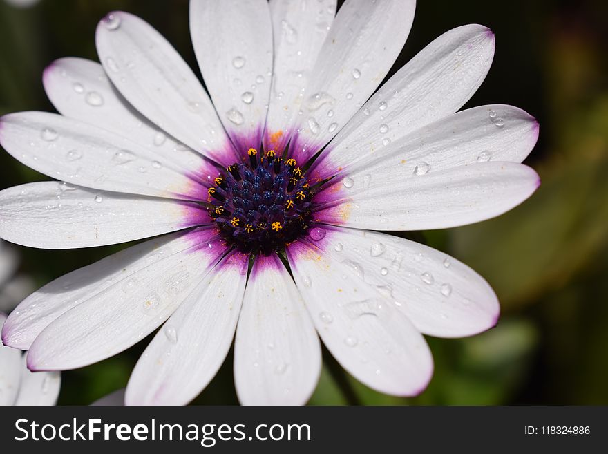 Flower, Flora, Purple, Close Up