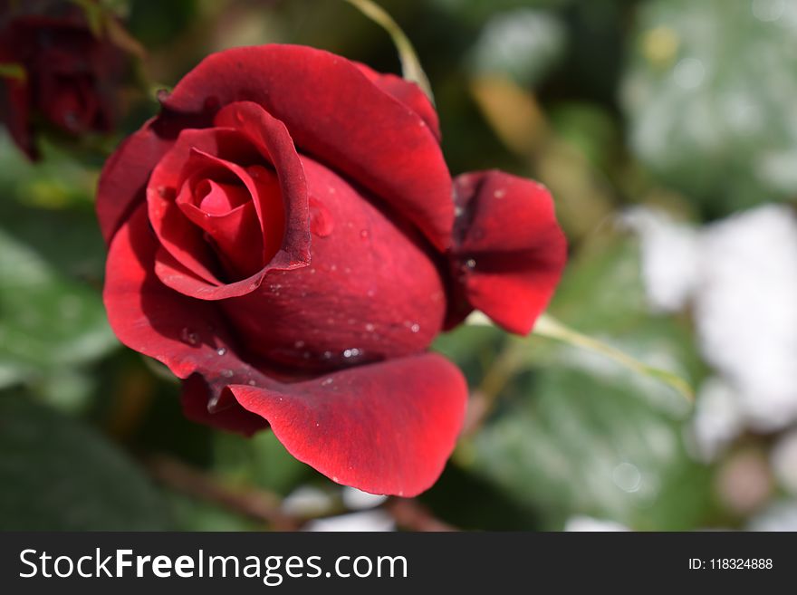 Rose, Rose Family, Garden Roses, Flower