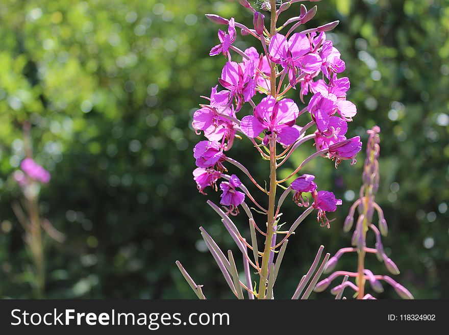 Flower, Plant, Flora, Flowering Plant