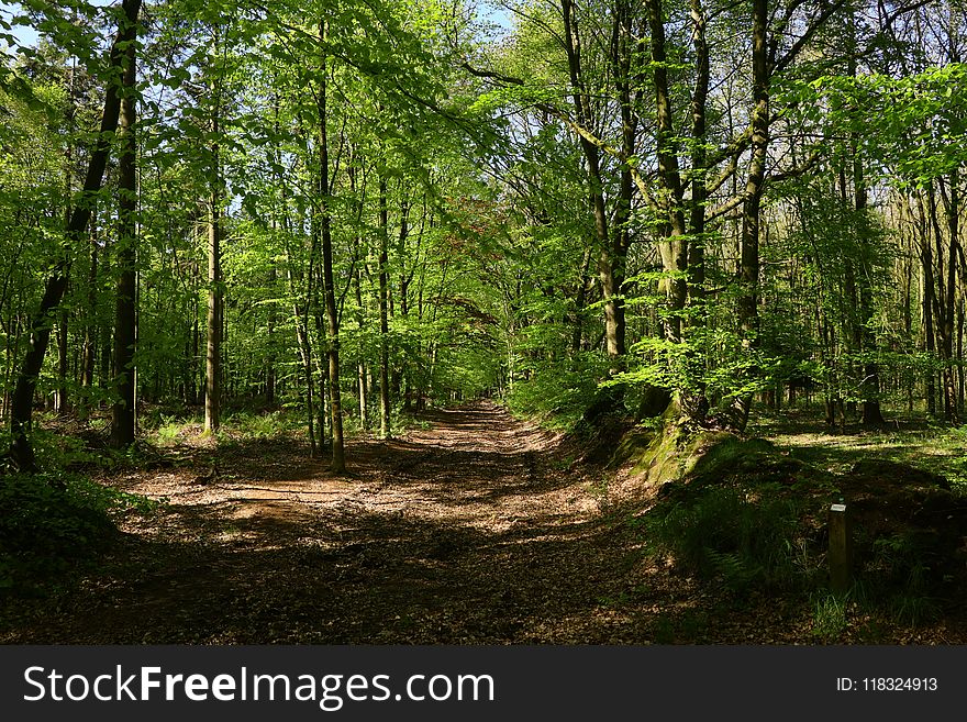 Woodland, Ecosystem, Forest, Vegetation