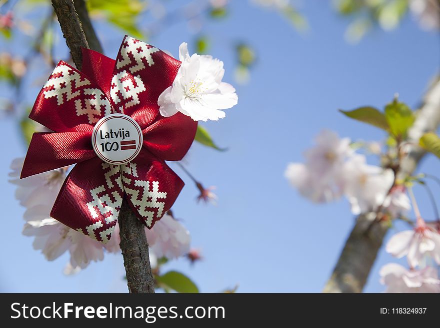 Blossom, Branch, Spring, Flower