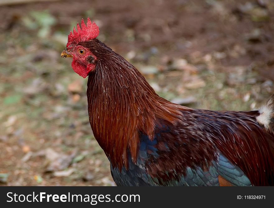 Chicken, Rooster, Galliformes, Beak